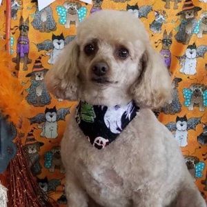 Meet your Posher, Eric